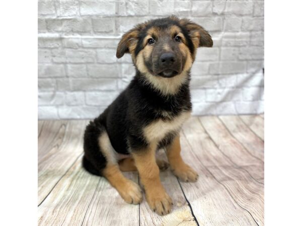 German Shepherd Dog DOG Female Black / Tan 1432 Petland Gallipolis, OH