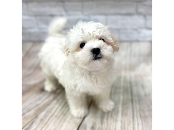 Teddy Bear DOG Male Gold / White 1433 Petland Gallipolis, OH