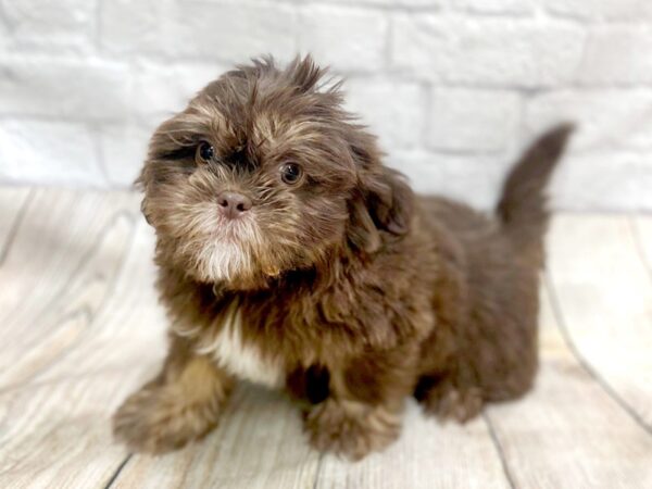 Shih Tzu DOG Male Liver 1434 Petland Gallipolis, OH