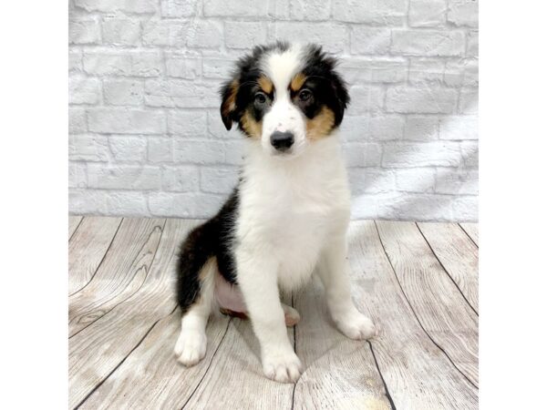 Australian Shepherd DOG Male Black White / Tan 1438 Petland Gallipolis, OH