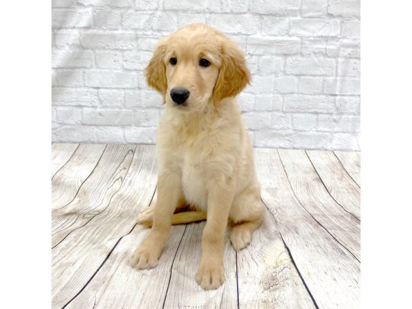 Golden Retriever DOG Female Golden 1437 Petland Gallipolis, OH