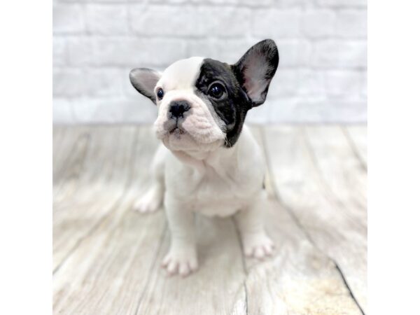 French Bulldog-DOG-Male-Brindle-1439-Petland Gallipolis, OH