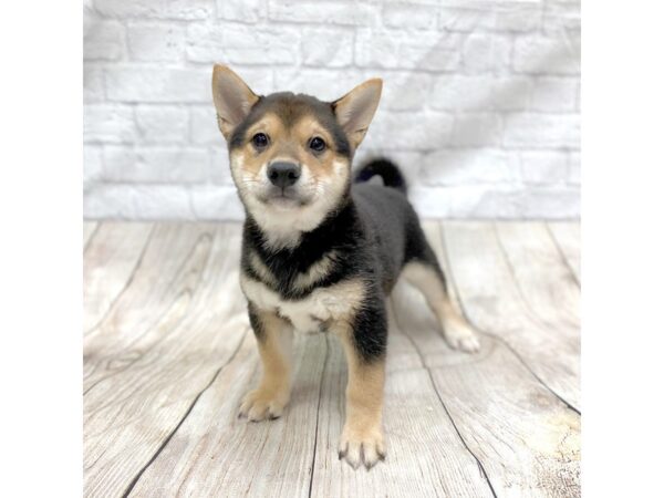 Shiba Inu DOG Male Black / Tan 1440 Petland Gallipolis, OH