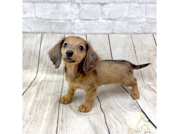 Dachshund DOG Female 1443 Petland Gallipolis, OH