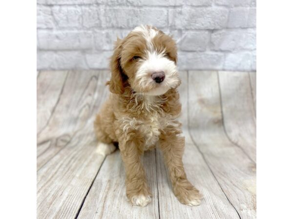 Cock A Poo DOG Male Apricot 1441 Petland Gallipolis, OH