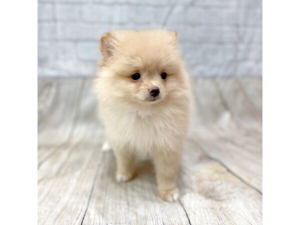 Pomeranian-DOG-Male-Orange-1453-Petland Gallipolis, OH