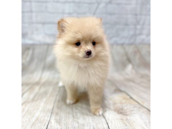 Pomeranian DOG Male Orange 1453 Petland Gallipolis, OH