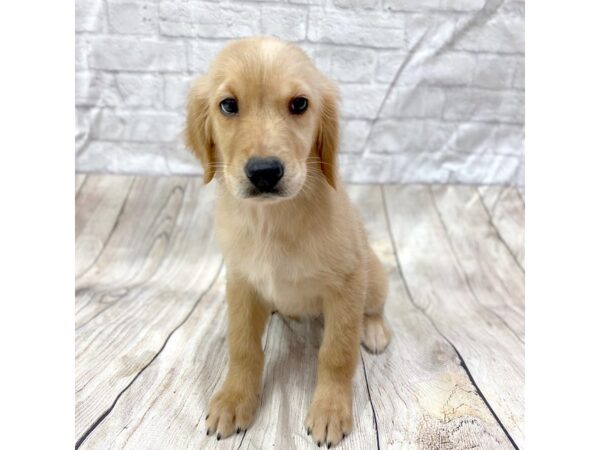 Golden Retriever DOG Female Golden 1452 Petland Gallipolis, OH