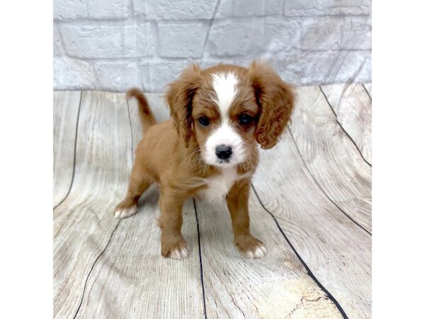 Cavapoo DOG Male Red 1448 Petland Gallipolis, OH