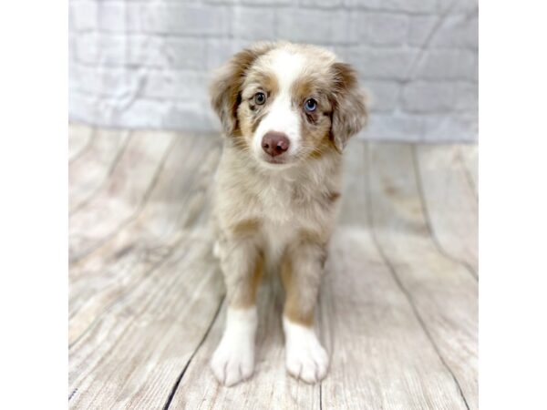 Miniature American Shepherd DOG Male Red Merle 1447 Petland Gallipolis, OH