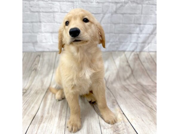 Golden Retriever DOG Male Golden 1446 Petland Gallipolis, OH