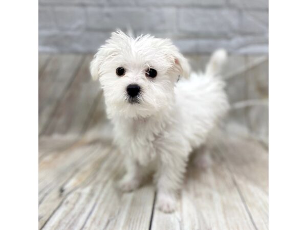 Morkie DOG Female White 1457 Petland Gallipolis, OH