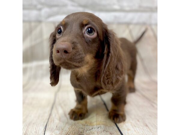 Dachshund DOG Male Chocolate / Tan 1455 Petland Gallipolis, OH