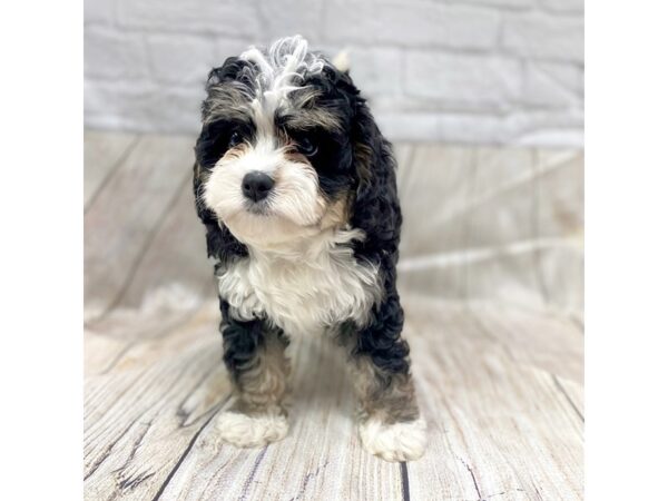 Bernedoodle Mini 2nd Gen DOG Female Black White / Tan 1454 Petland Gallipolis, OH