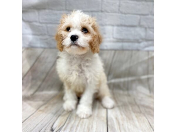 Cavapoo-DOG-Male-Blenheim-1449-Petland Gallipolis, OH