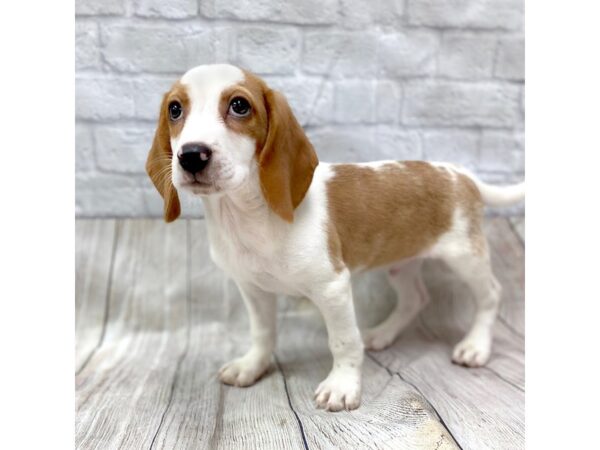 Beagle-DOG-Male-Lemon / White-1460-Petland Gallipolis, OH