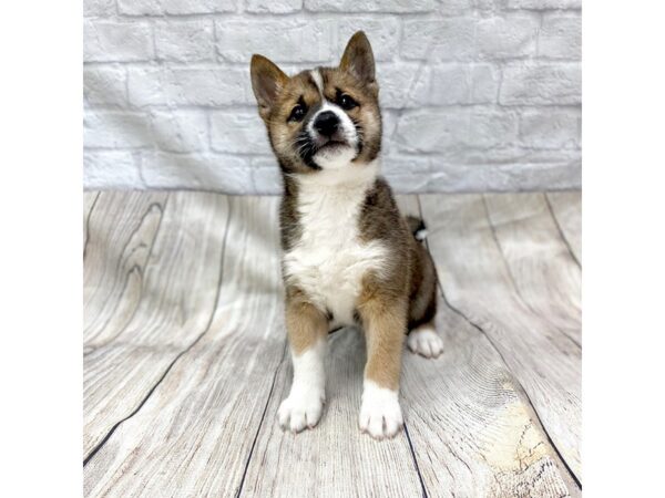 Shiba Inu DOG Male Red Sesame 1459 Petland Gallipolis, OH