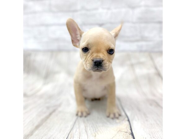 French Bulldog-DOG-Female-Cream-1458-Petland Gallipolis, OH