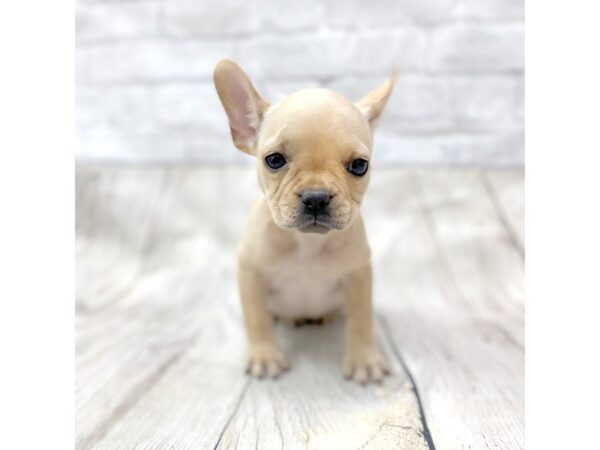 French Bulldog DOG Female Cream 1458 Petland Gallipolis, OH