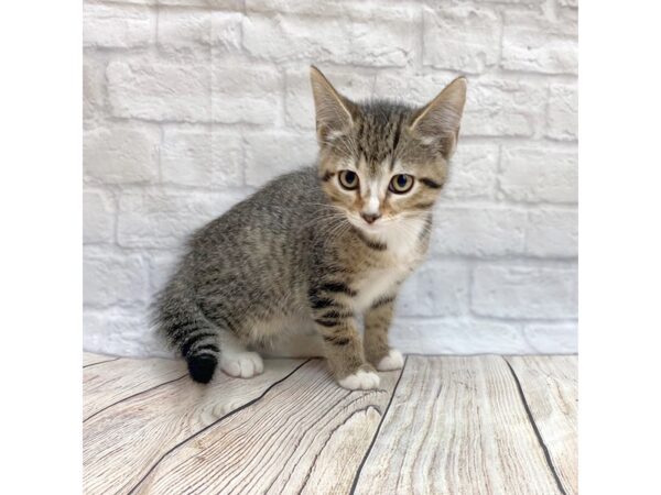 Domestic Short Hair-CAT-Female-Tabby w/White Markings-1466-Petland Gallipolis, OH