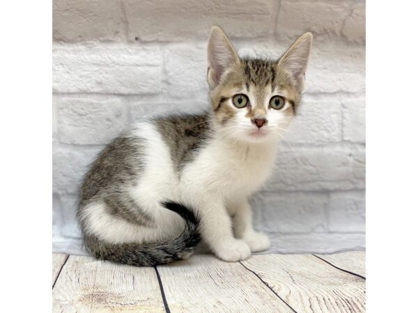 Domestic Short Hair CAT Male Tabby w/White Markings 1465 Petland Gallipolis, OH