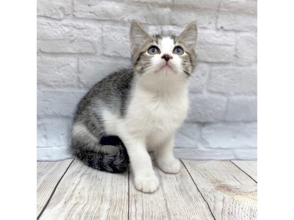 Domestic Short Hair-CAT-Male-Tabby w/White Markings-1464-Petland Gallipolis, OH