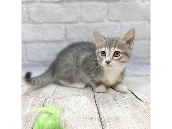 Domestic Short Hair-CAT-Male-Blue Tabby-1462-Petland Gallipolis, OH