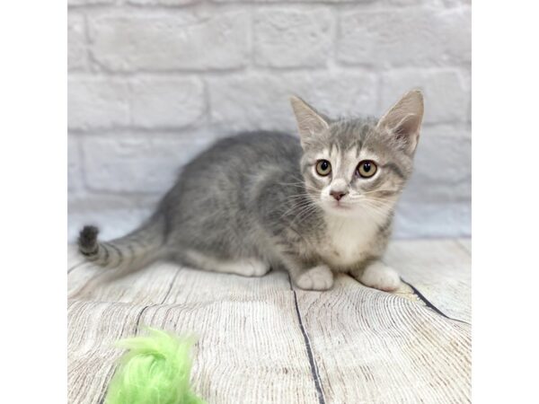 Domestic Short Hair CAT Male Blue Tabby 1462 Petland Gallipolis, OH