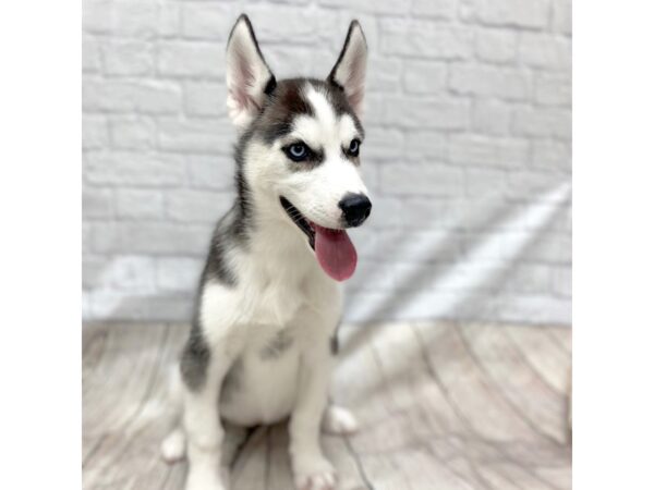 Siberian Husky DOG Female Black / White 1450 Petland Gallipolis, OH