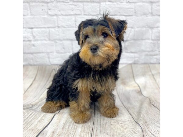 Yorkshire Terrier DOG Male Black / Tan 1435 Petland Gallipolis, OH