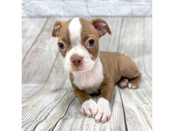 Boston Terrier-DOG-Male-Seal / White-1468-Petland Gallipolis, OH