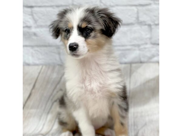 Australian Shepherd DOG Female Blue Merle 1470 Petland Gallipolis, OH