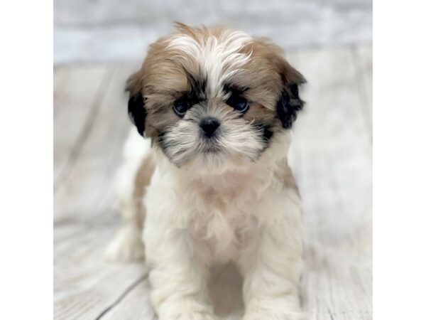 Shih Tzu DOG Male Gold / White 1472 Petland Gallipolis, OH