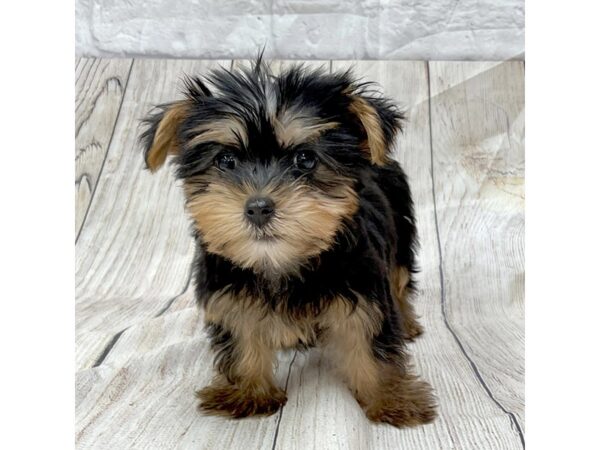 Silky Terrier-DOG-Female-Black / Tan-1473-Petland Gallipolis, OH