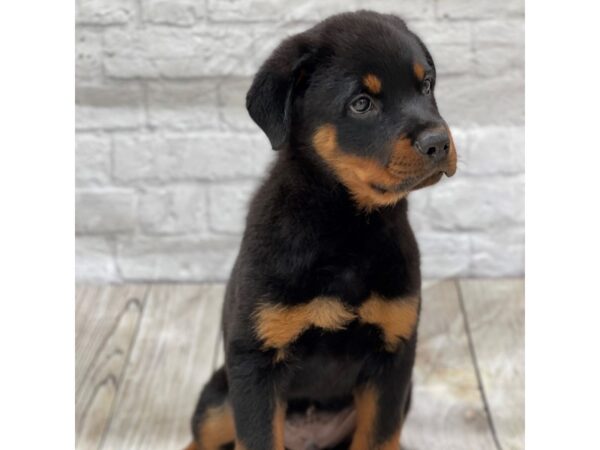 Rottweiler DOG Male Black / Tan 1475 Petland Gallipolis, OH