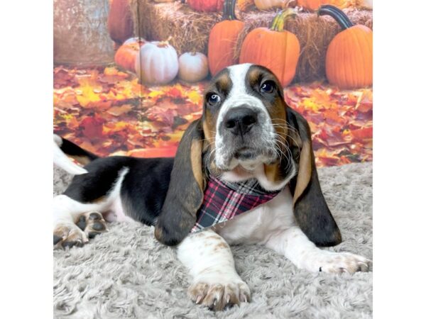 Basset Hound DOG Male Black White / Tan 1482 Petland Gallipolis, OH