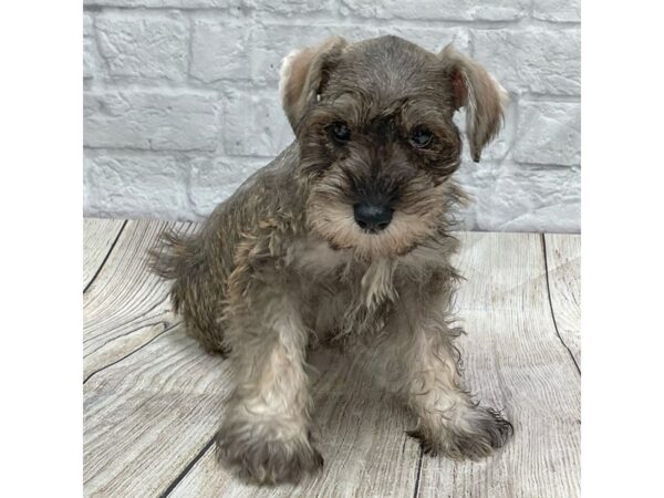 Miniature Schnauzer DOG Female Salt / Pepper 1481 Petland Gallipolis, OH