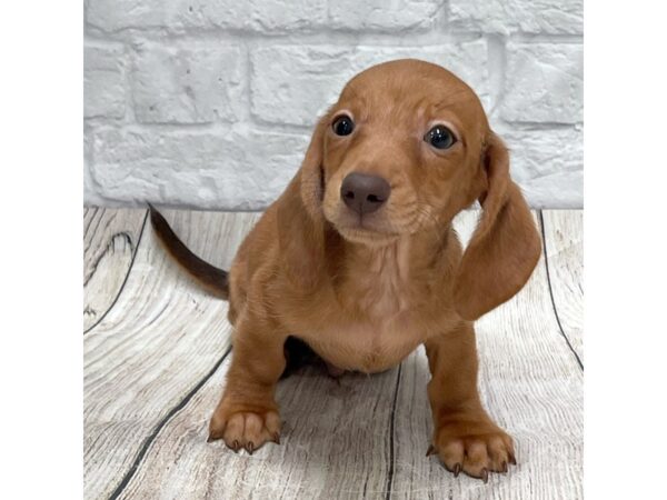 Dachshund-DOG-Male-Red-1480-Petland Gallipolis, OH