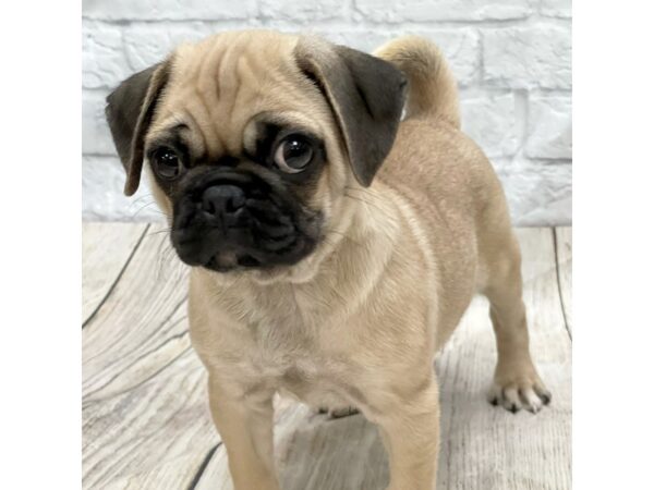 Pug DOG Female Fawn 1477 Petland Gallipolis, OH