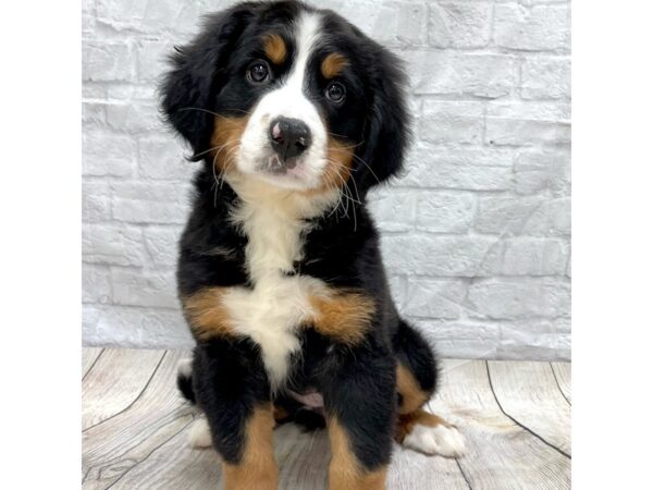 Bernese Mountain Dog DOG Female Black White / Tan 1476 Petland Gallipolis, OH