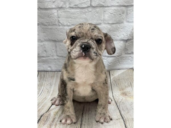 French Bulldog DOG Male Merle 1486 Petland Gallipolis, OH