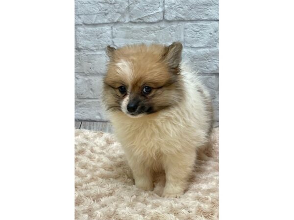 Pomeranian DOG Male Sable & White 1487 Petland Gallipolis, OH