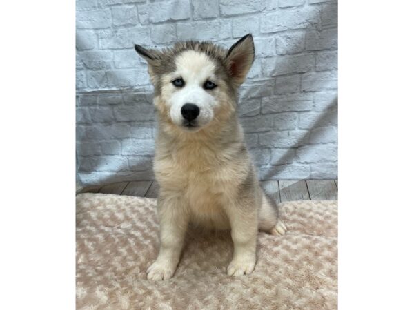 Siberian Husky DOG Female Gray & White 1488 Petland Gallipolis, OH