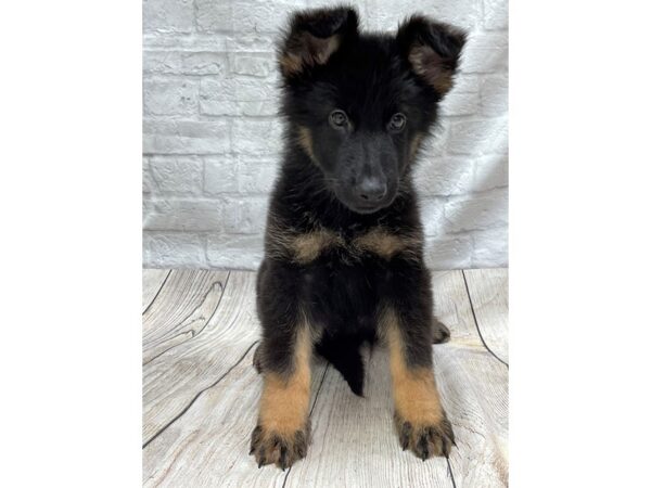 German Shepherd Dog DOG Male Black / Tan 1483 Petland Gallipolis, OH