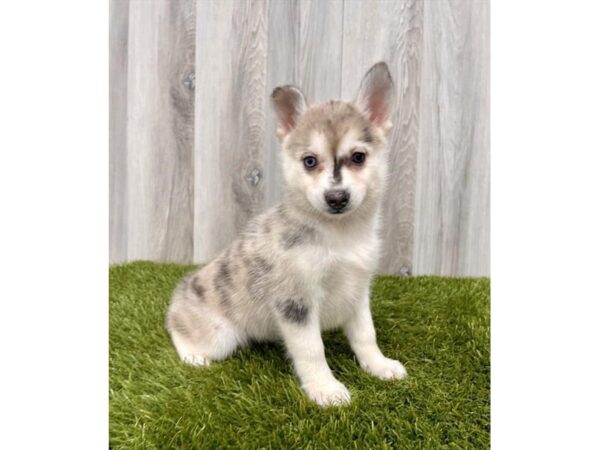 Pomsky DOG Female Blue Merle 1496 Petland Gallipolis, OH