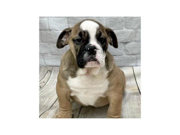 Bulldog-DOG-Male-Fawn-1484-Petland Gallipolis, OH