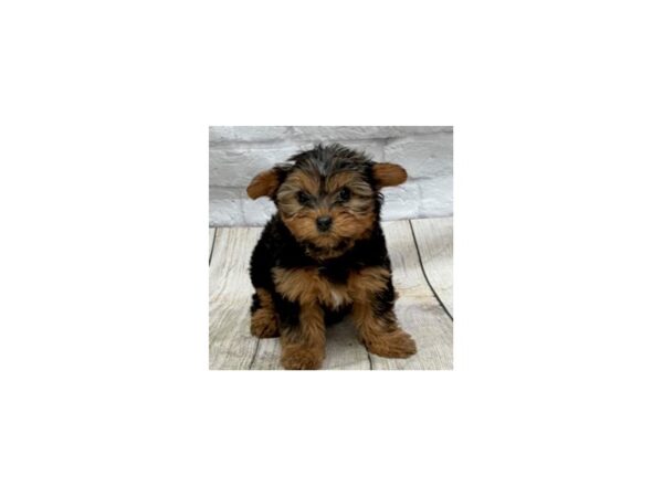 Yorkshire Terrier DOG Female Black / Tan 1490 Petland Gallipolis, OH