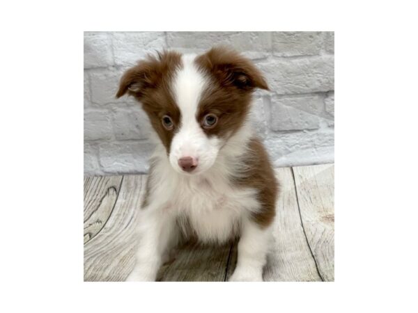 Miniature Australian Shepherd DOG Male Red Tan / White 1493 Petland Gallipolis, OH