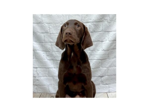 Labrador Retriever-DOG-Female-Chocolate-1495-Petland Gallipolis, OH
