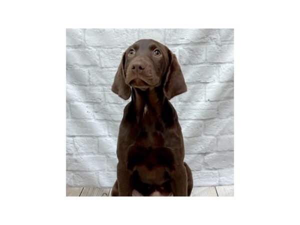 Labrador Retriever DOG Female Chocolate 1495 Petland Gallipolis, OH